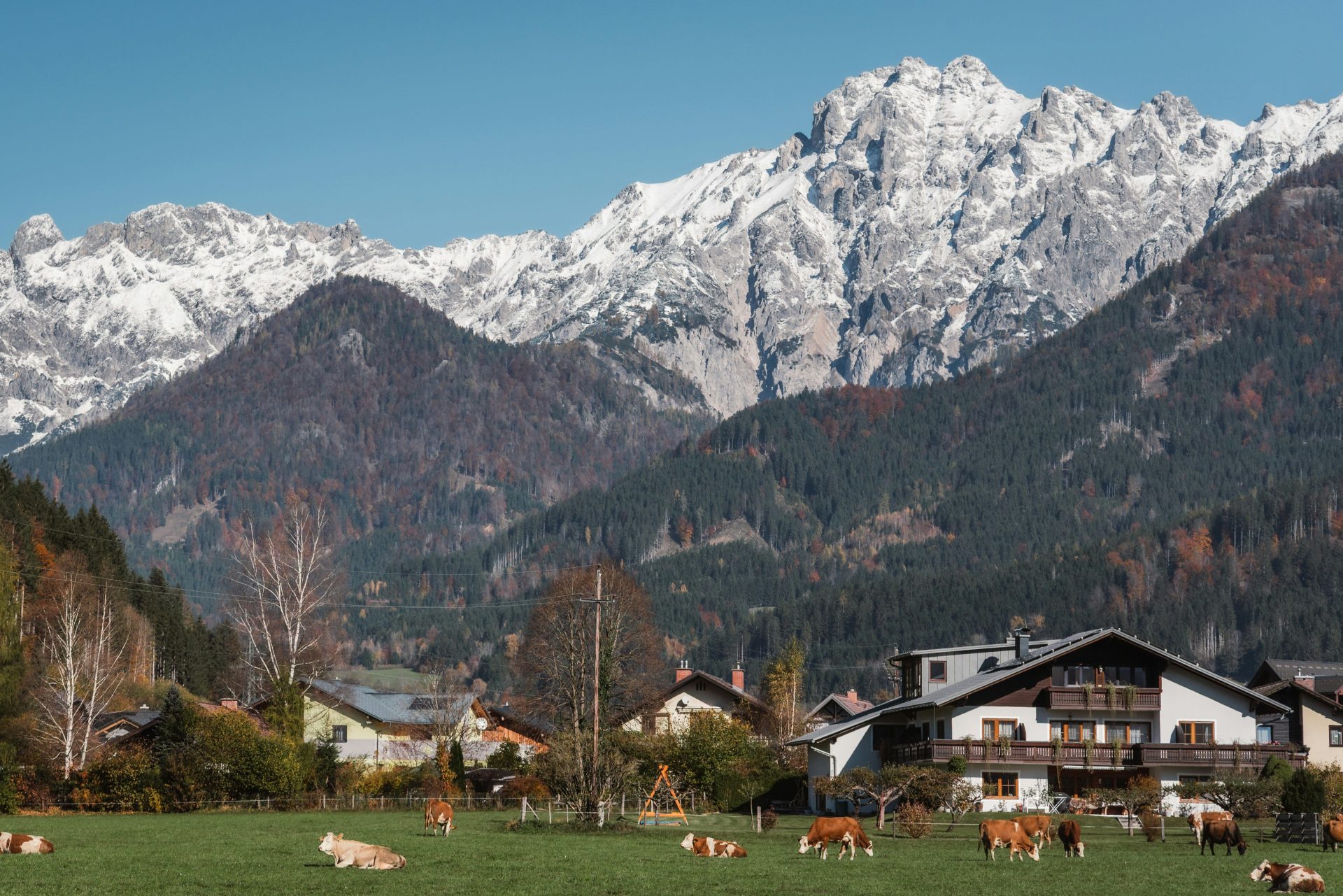 Cows grazing in a field with snowy mountains behind.